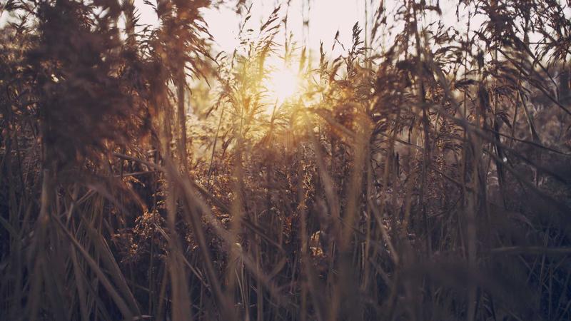磁力狗学术资源下载案例 - 高效获取科研文献